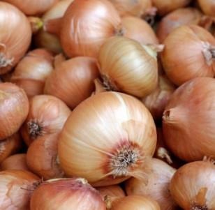 Texas Super Sweet Onions, or 1015Y, were recently named a Texas Superstar plant.  